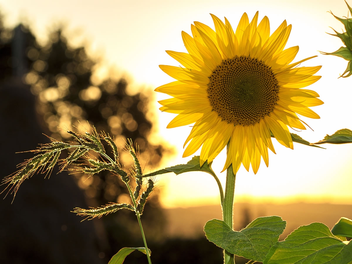 Viel Sonne im Sonnenhof Dietikon Strahlende Sonnenblume